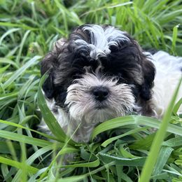Lena - Tricolor female Shih Tzu puppy in Providence, Rhode Island from E&A Pets LLC
