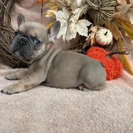 Bob - Blue fawn male French Bulldog puppy in Miami, Oklahoma from Cassie’s Frenchie Palace