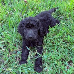 Raven - Black female Goldendoodle puppy in Jasper, Georgia from Harrington Doodles & Poodles