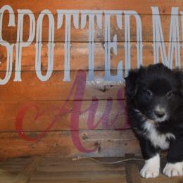 Neon - Black & white female Australian Shepherd puppy in Wichita Falls, Texas from Spotted Mule Aussies