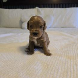 Walnut - Red  male Goldendoodle puppy in Floyd, Virginia from Hearts and Paws Poodles and Doodles