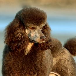 Koda - Poodle