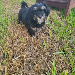 Gene Kelly - Black and tan male Havanese puppy in Conroe, Texas from Puppies For A Purpose