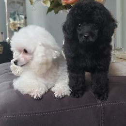 Poodle Puppies from Puppy Love 4ever