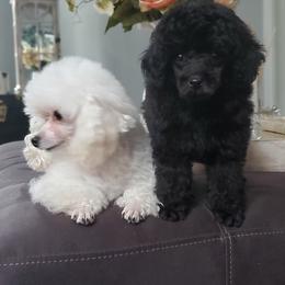 Poodle Puppies from Puppy Love 4ever