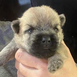 Pennie - Red female Cairn Terrier puppy in Bigfork, Minnesota from Dachshunds Up North
