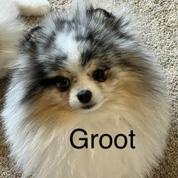 Groot - Pomeranian