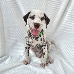 Dallas - White and liver brown male Dalmatian puppy in Lockhart, Texas from Haus of Dals