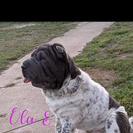 Chinese Shar-Pei Puppies from Ola & Olivia's Shar Pei