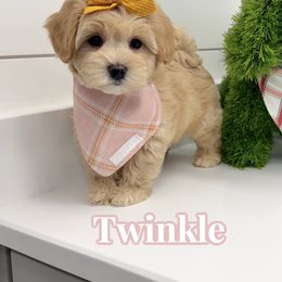 Twinkle - Apricot female Maltipoo puppy in Buford, Georgia from Petite Posh Puppies