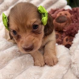 Medium Roast - Cream female Dachshund puppy in Coldwater, Mississippi from Under the Stars Minis