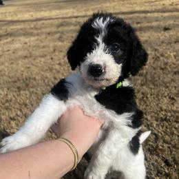 Cupid - Parti male Labradoodle puppy in Monticello, Georgia from Daylin’s Doodles & Labradors