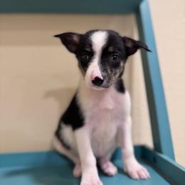 Grumpy - Tri-color female Border Collie puppy in Oberlin, Kansas from Hangin R Kennels