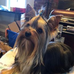 Nemo - Yorkshire Terrier