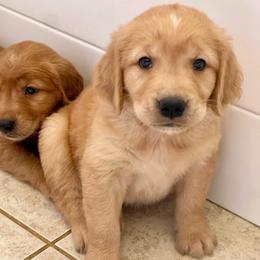 Brown collar male - Golden male Golden Retriever puppy in Yucaipa, California from Blessed Goldens