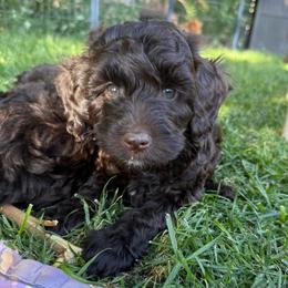 Bolt - Chocolate male Labradoodle puppy in Lancaster, California from Mini Doodles