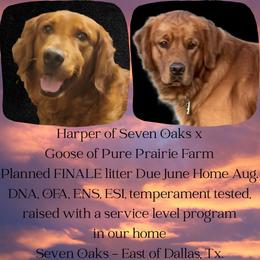 Golden Retriever puppies from 07 Seven Oaks Goldens and Doodles
