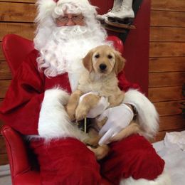 Golden Retriever Puppies from Julie Getter