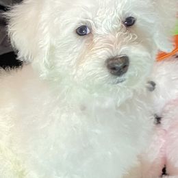 Bichon Frises from BichonSTL