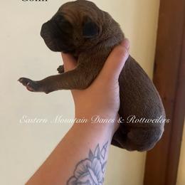 Colin - Fawn male Great Dane puppy in Hermon, Maine from Eastern Mountain Danes & Rottweilers