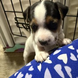 Girl 5 - Tri-color female Jack Russell Terrier puppy in Yakima County, Washington from Saddle Rock Kennels