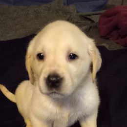 Labrador Retriever Puppies from Cross Lake Labradors
