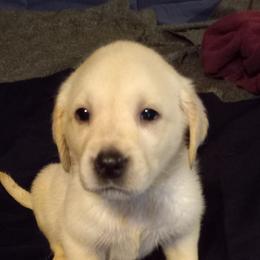 Labrador Retriever Puppies from Cross Lake Labradors