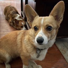 Sweetums - Pembroke Welsh Corgi