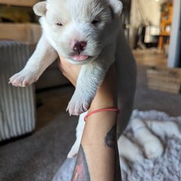 Pomsky Puppies from Valparaiso Pomskys