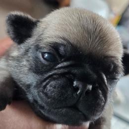 Hunter - Fawn male Pug puppy in Madera, California from Hills Pugs