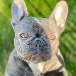 French Bulldog Puppies from Amocat Bullies