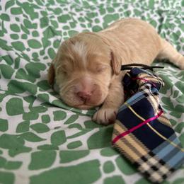 Elmer - Caramel cream male Labradoodle puppy in Camden, North Carolina from Oopsie Doodles of NC