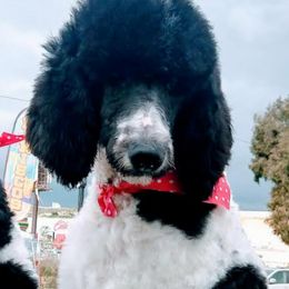 Poodles from Yanky Dandy Poodles