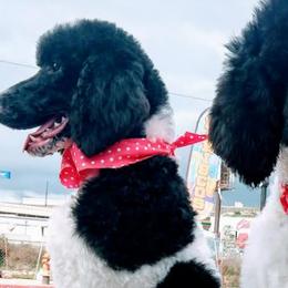 Poodles from Yanky Dandy Poodles