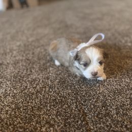 Girl 4 - Merle female Double Doodle puppy in Junction, Utah from Sugar Doodles