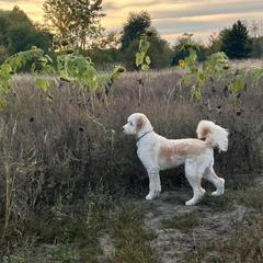 Double Doodle and Goldendoodle Puppies from Bert's Doodles