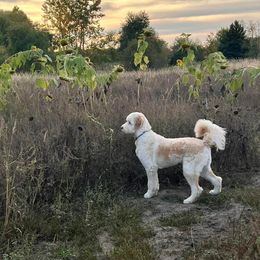 Double Doodle and Goldendoodle Puppies from Bert's Doodles