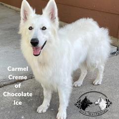 Cici - White Shepherd