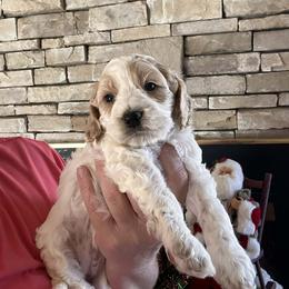 Baby - Red and white female Cockapoo puppy in Connersville, Indiana from MoonShine Babies