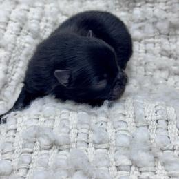Squish - Black male Pomeranian puppy in Canandaigua, New York from Fingerlakes Pomeranians