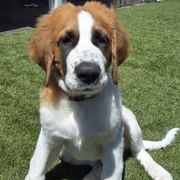 Boy 3 - Brown and white male Saint Berdoodle puppy in Menifee, California from Royal Saint Bernards