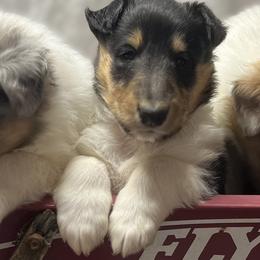 Collie Puppies from Jolly Collies