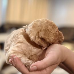 Jack - Apricot male Goldendoodle puppy in Macclenny, Florida from Baker County Goldendoodles