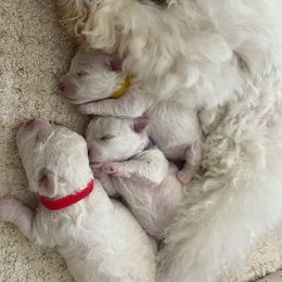 Bichon Frise All Grown Up from Just Bichons
