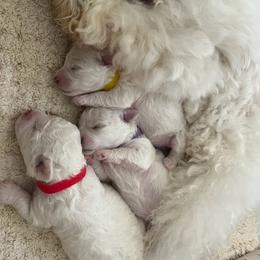 Bichon Frise All Grown Up from Just Bichons