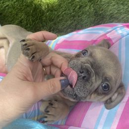 Boy 2 - French Bulldog puppy in Illinois from Muddy River Frenchies