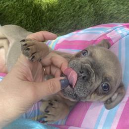 Boy 2 - French Bulldog puppy in Illinois from Muddy River Frenchies