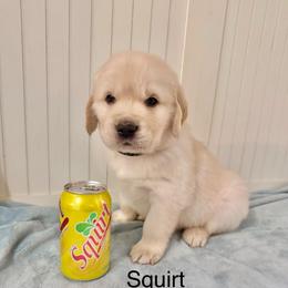 Squirt - Light golden male Golden Retriever puppy in Ravensdale, Washington from Raven Rock Puppies