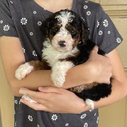 River - Tri-color female Bernedoodle puppy in Lancaster, Pennsylvania from Homestead Bernedoodles