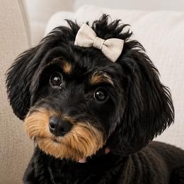 Cavapoos from Lesley Payne
